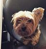 Help!! Been wanting a Yorkie for so long-received_849202001782256.jpeg