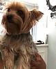 Help!! Been wanting a Yorkie for so long-received_849202705115519.jpeg