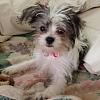 Morkie mom in Florida-10494993_1522280111319639_3671424931389184823_o.jpg