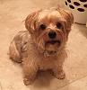 Acquired a Yorkie 2 months ago after the death of a coworker-allie-3-small.jpg