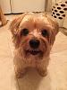 Acquired Yorkie after death of co-worker-allie-1-small.jpg