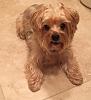 Acquired Yorkie after death of co-worker-allie-2-small.jpg