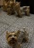 My MIL got a yorkie! Help us name her!-dsc00568.jpg
