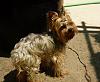 My MIL got a yorkie! Help us name her!-dsc00617.jpg