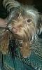 Is this a purebred or a mix?-yorkie_2.jpg