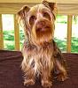 Is this a purebred or a mix?-user19259810_pic127761_1368705836.jpg