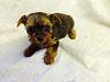 Blue Born Girl looks like a chocolate yorkie-pics-017.jpg