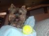 My Yorkie is so cool.-im001144.jpg