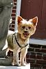 Giant/Huge Yorkie-img_8056.jpg
