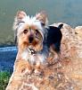 Mister Jingle Bo Jangles My 1st YORKIE!!!-beau-jangles-viridian-dog-park.jpg