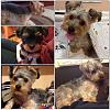 Yorkie  coat color change-image.jpg