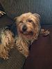 My yorkie is 7 weeks and 3 pounds. Is she big for a yorkie?-rr.jpg
