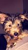 yorkie pup coloring after a shave?-image.jpg