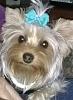 My yorkie is 7 weeks and 3 pounds. Is she big for a yorkie?-c654379c-e1b0-4ef4-ac7c-300f8da07b7b.jpg