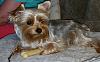 My yorkie is 7 weeks and 3 pounds. Is she big for a yorkie?-20150809_110324_resized-2-.jpg