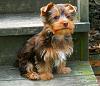 My yorkie is 7 weeks and 3 pounds. Is she big for a yorkie?-1kk9y-1bf-1-2-.jpg