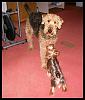 My yorkie is 7 weeks and 3 pounds. Is she big for a yorkie?-1186987_290519937753625_1244405122_n.jpg