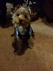 Giant/Huge Yorkie-20141105_222735.jpg