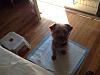 Giant/Huge Yorkie-img_0430.jpg