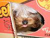 How did you choose your Yorkie's name?-dscf0029.jpg