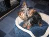 My yorkie doesn't bark?-b26191285.jpg