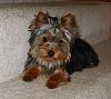 Another red legged yorkie question-user42200_pic47800_1237745502.jpg