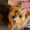 My precious adopted yorkies-why-so-cute-resize.jpg