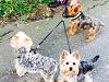 three times is a charm?-3-yorkies-piddle-place.jpg