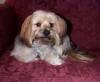 Yorkie/Lhasa Apso Mix Breed-mixlhasa-yorkyldsit.jpg