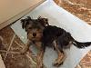 Yorkie puppy is fat?-123.jpg