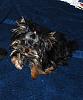 Puppy with Dandruff-010.jpg