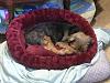 Kimchi seems to love cat beds better XD-chillnbed2.jpg