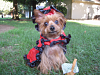 Yorkie Talk 11th Annual Halloween Contest! (2015) -- Submissions Thread-halloween.png