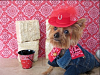 Yorkie Talk 11th Annual Halloween Contest! (2015) -- Submissions Thread-cowgirl.png