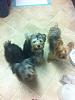 Why 2 puppies are better than 1!-3-yorkies.jpg