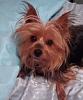 Yorkie falling off a bed-yf-bed-2.jpg