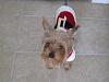 Yorkie Talk 11th Annual Halloween Contest! (2015) -- Submissions Thread-2095.jpg