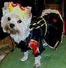 Yorkie Talk 11th Annual Halloween Contest! (2015) -- Submissions Thread-smalllacey1.jpg