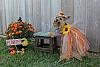 Yorkie Talk 11th Annual Halloween Contest! (2015) -- Submissions Thread-img_0550a.jpg