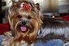 Input on grooming styles-image.jpeg