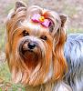 Input on grooming styles-image.jpeg