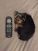First Time Yorkie Owner, Newbie Here-pixie2.jpg