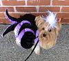 Yorkie Talk 11th Annual Halloween Contest! (2015) -- Submissions Thread-ursula2.jpg