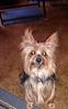 does your yorkie have big ears? lol-yf-pst-grmer.jpg