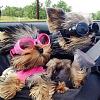 perfect day-yorkie-move.jpg