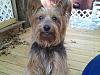 does your yorkie have big ears? lol-matese-rip.jpg