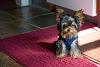 does your yorkie have big ears? lol-12115430_10153142822922314_6469262489260507516_n.jpg