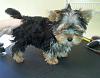Will My Yorkie Have A Long Silky Coat-received_10205236122122919.jpeg