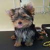 Will My Yorkie Have A Long Silky Coat-received_10205236135843262.jpeg