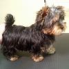 Will My Yorkie Have A Long Silky Coat-received_10205201859786382.jpeg